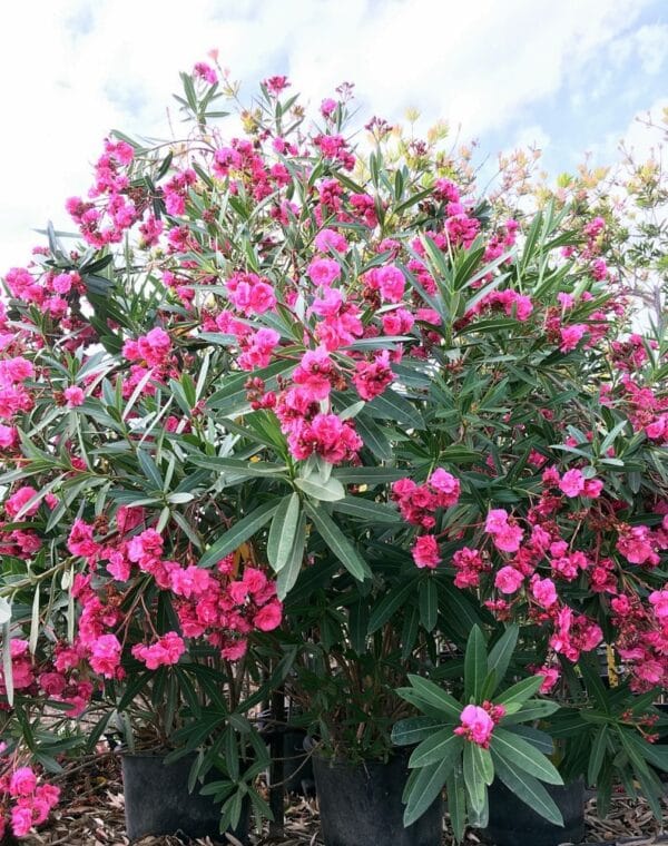 Nerium oleander