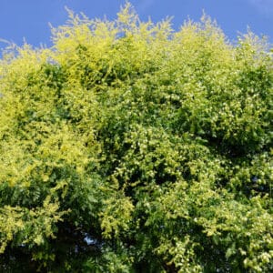 Koelreuteria paniculata