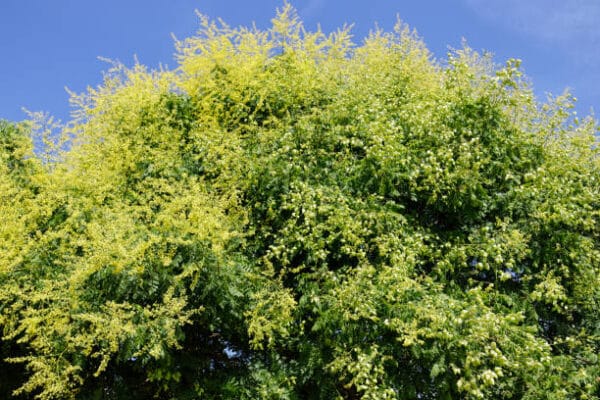 Koelreuteria paniculata