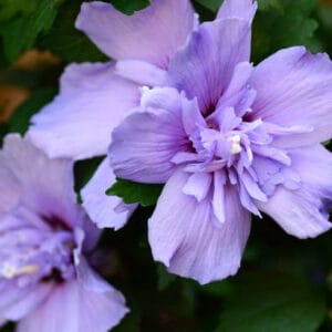 Hibiscus syriacus 'Lavender Chiffon'