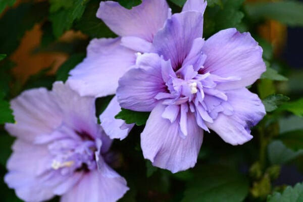 Hibiscus syriacus 'Lavender Chiffon'