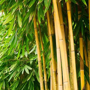Bambusa Phyllostachys humilis