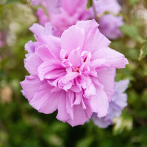 Hibiscus syriacus 'Pink Chiffon'