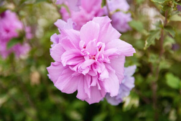 Hibiscus syriacus 'Pink Chiffon'