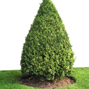 Buxus sempervirens Cone