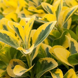 Ligustrum ovalifolium 'Aureum'