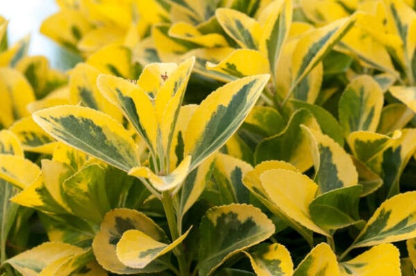 Ligustrum ovalifolium 'Aureum'