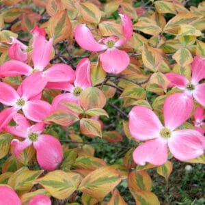 Cornus florida 'Rubra'