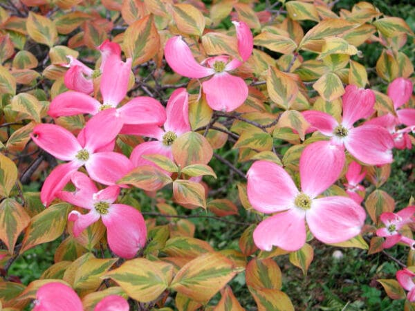 Cornus florida 'Rubra'