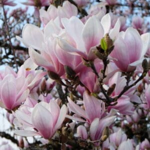 Magnolia grandiflora 'Gallisoniensis' haute tige (à feuillage persistant)