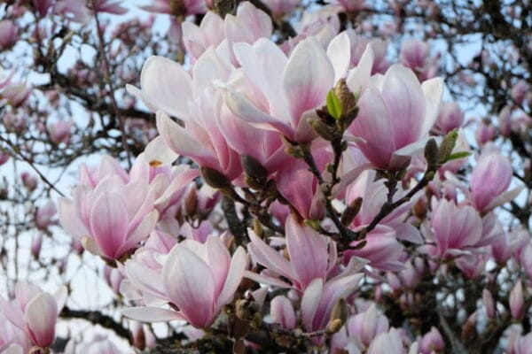Magnolia grandiflora 'Gallisoniensis' haute tige (à feuillage persistant)