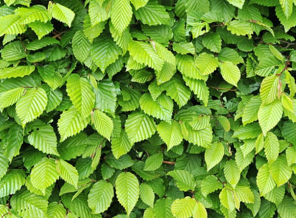 Carpinus betulus