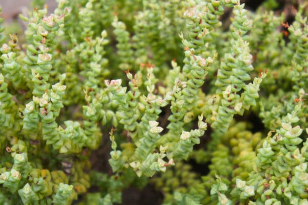 Buxus sempervirens 'Suffruticosa'