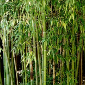 bambusa 'bissetii' (Phyllostachys bissetii)