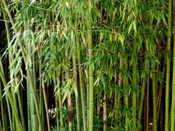 bambusa 'bissetii' (Phyllostachys bissetii)