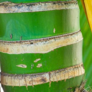 bambusa 'aurea' (Phyllostachys aurea)