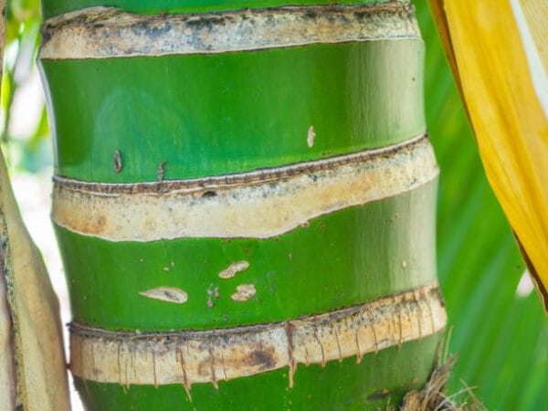 bambusa 'aurea' (Phyllostachys aurea)