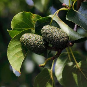 Alnus cordata