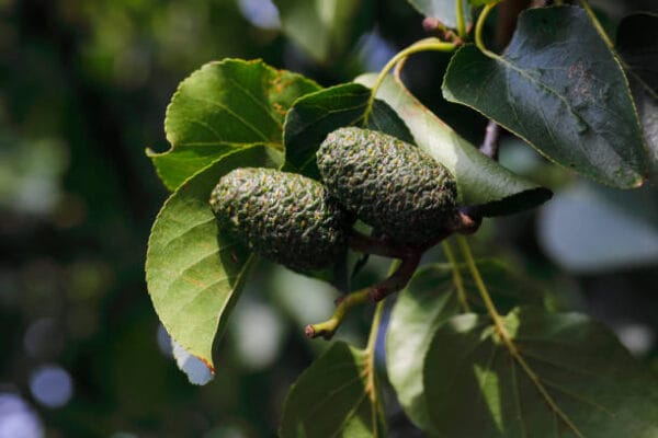 Alnus cordata