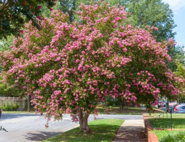 Lagerstroemia indica 'Durant Red'