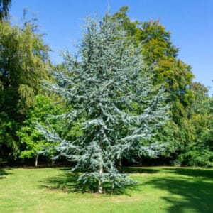Cedrus atlantica 'Glauca'
