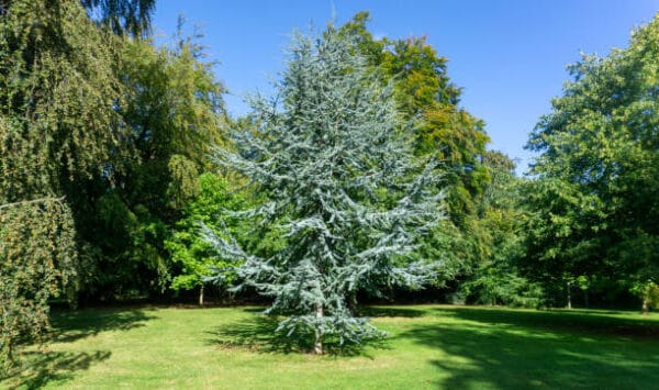 Cedrus atlantica 'Glauca'