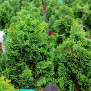 Chamaecyparis obtusa 'Nana Gracilis'