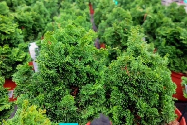Chamaecyparis obtusa 'Nana Gracilis'