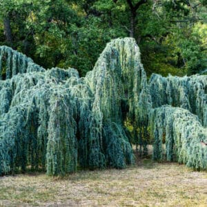 Cedrus atlantica 'Glauca Pendula'