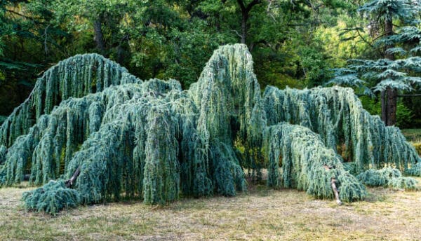 Cedrus atlantica 'Glauca Pendula'