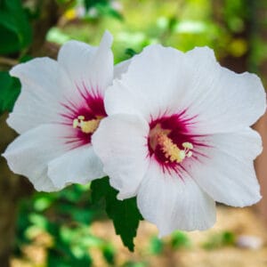 Hibiscus syriacus 'Red Heart'