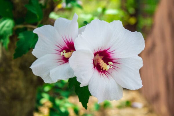Hibiscus syriacus 'Red Heart'