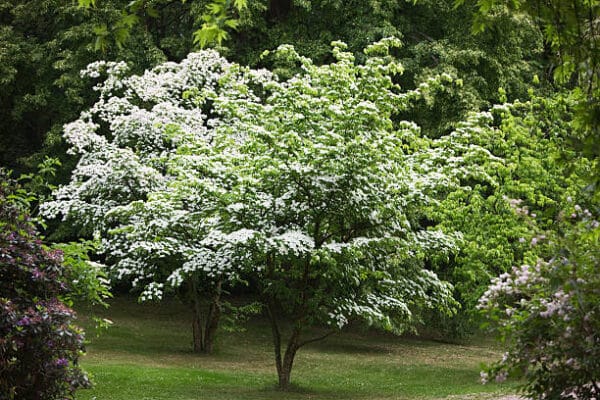 Cornus kousa