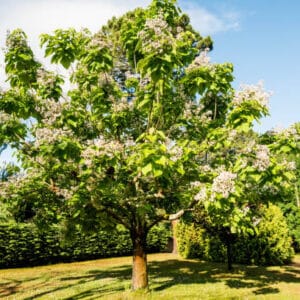 Catalpa bignonioides