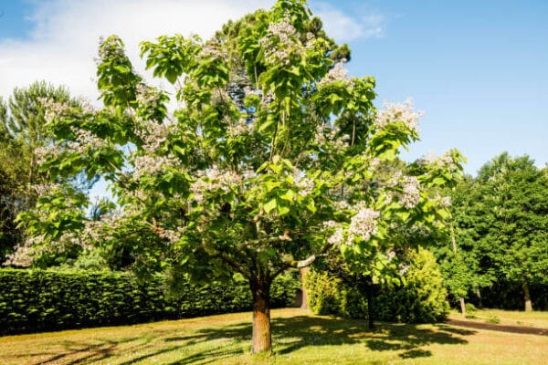 Catalpa bignonioides