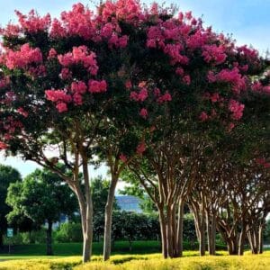 Lagerstroemia indica 'Rosea Nova'