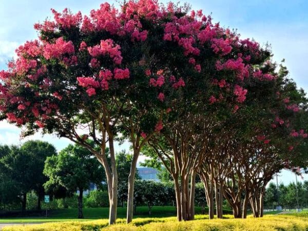 Lagerstroemia indica 'Rosea Nova'