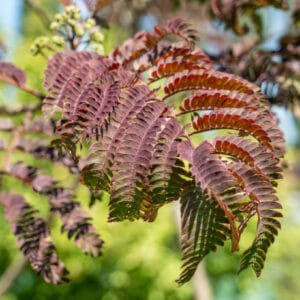 Albizia 'Summer Chocolate'