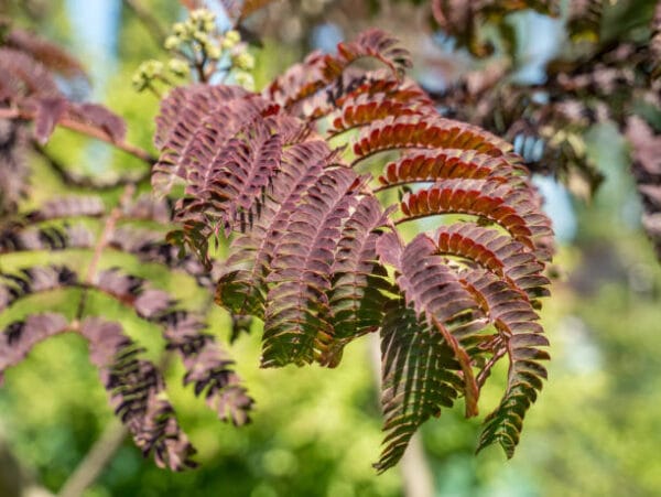 Albizia 'Summer Chocolate'