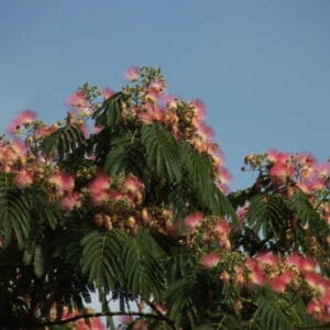albizia 'Ombrella'