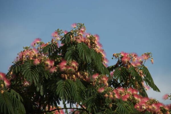 albizia 'Ombrella'