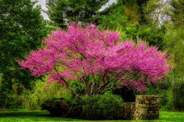 Cercis siliquastrum