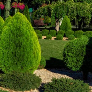 Buxus sempervirens Cone 'Arborescens'