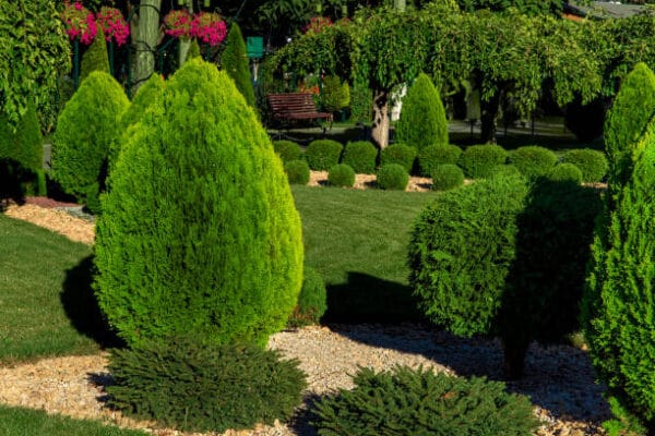 Buxus sempervirens Cone 'Arborescens'