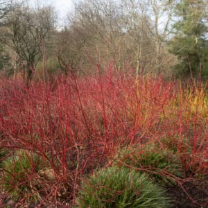 Cornus alba 'Baton Rouge'