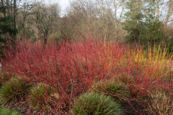 Cornus alba 'Baton Rouge'