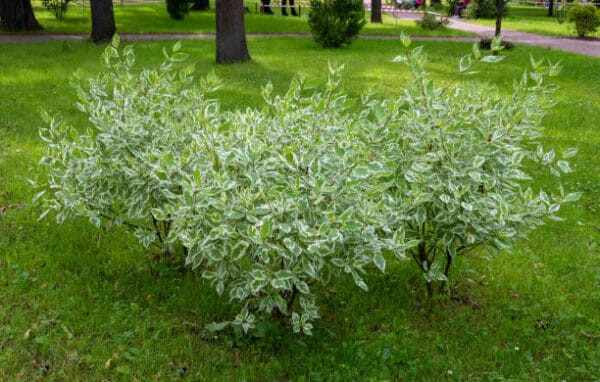 Cornus alba 'Elegantissima'
