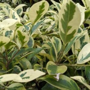 Ligustrum japonicum 'Excelsum Superbum' haute tige