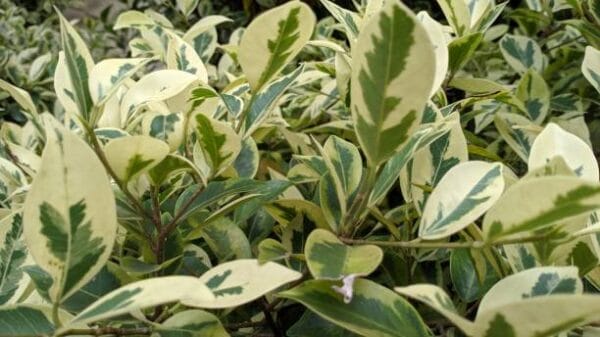 Ligustrum japonicum 'Excelsum Superbum' haute tige