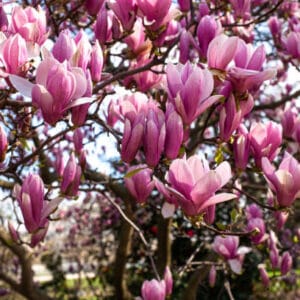 Magnolia obovata 'Purpurea' (à feuilles caduques)